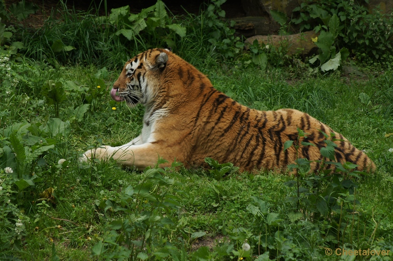 DSC06098.JPG - Siberische Tijger