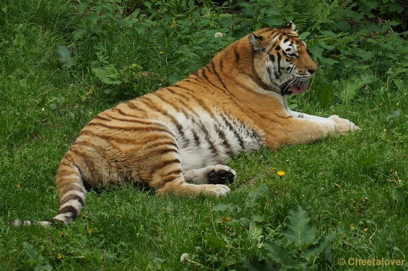 DSC06117.JPG - Siberische Tijger