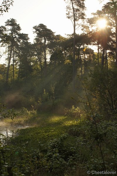 DSC06428.JPG - 17 mei 2012 Zonsopkomst aan de Oisterwijkse Vennen