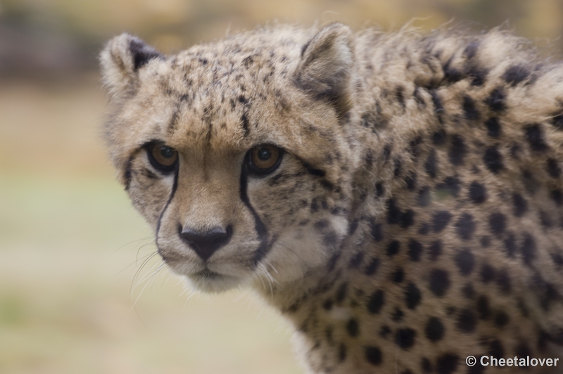 _DSC4517.JPG - Safaripark Beekse Bergen