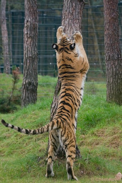 _DSC4534.JPG - Safaripark Beekse Bergen