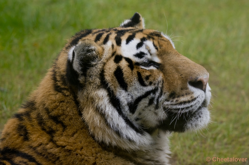 _DSC4537.JPG - Safaripark Beekse Bergen