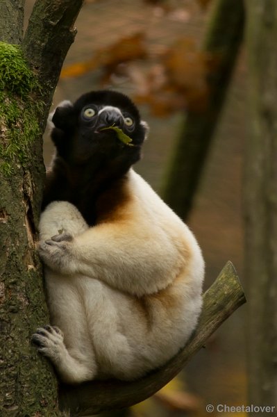 _DSC3286.JPG - Kroonsifaka