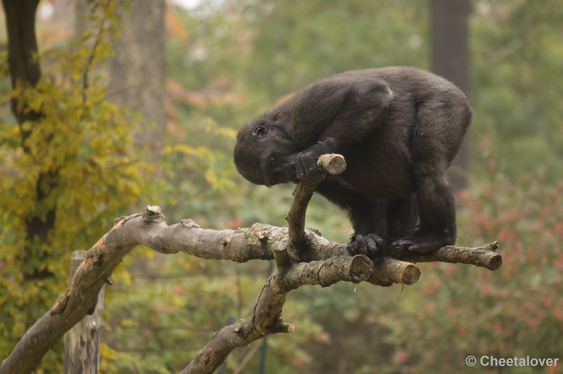 _DSC3357.JPG - Gorilla