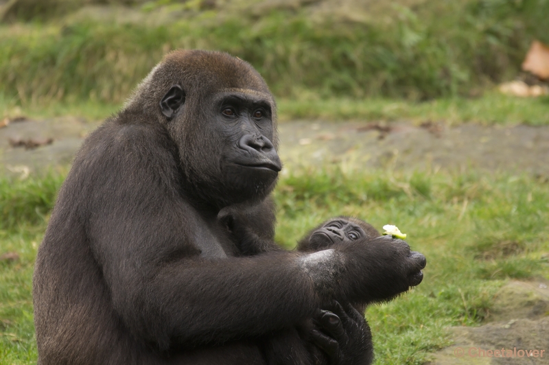 _DSC3388.JPG - Gorilla