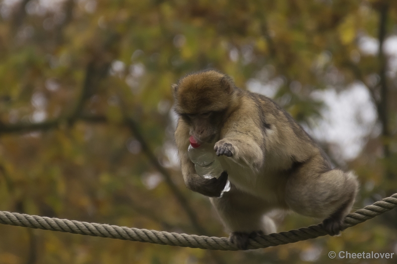 _DSC3592.JPG - Berberaap aan het balanceren