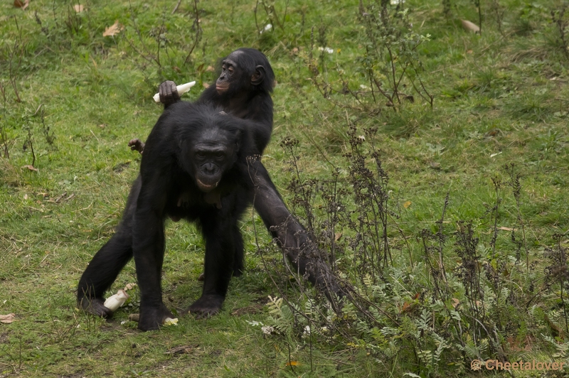 _DSC3764.JPG - Bonobo