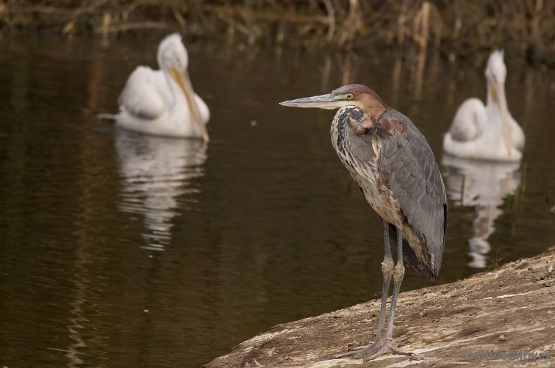 _DSC0590.JPG - Goliath Reiger