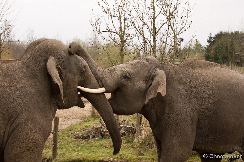 _DSC0883.JPG - Aziatische Olifant