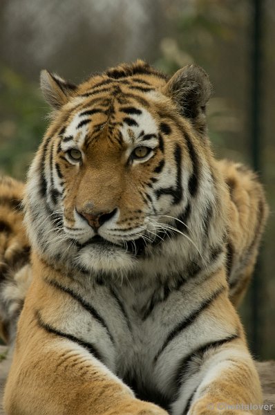 _DSC0908.JPG - Siberische Tijger