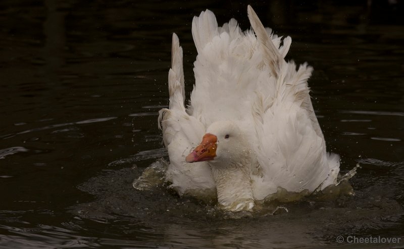 _DSC0191.JPG - Dierenrijk