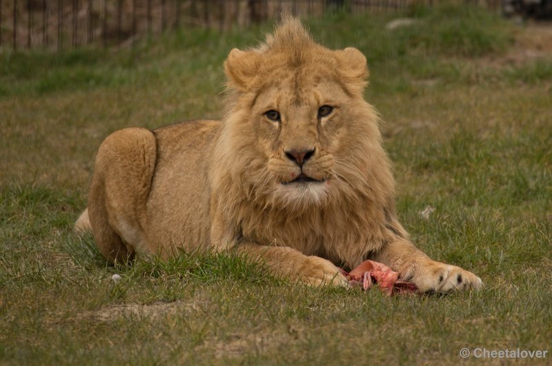 _DSC0208.JPG - Dierenrijk