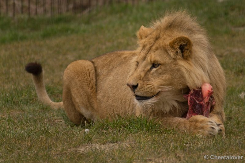 _DSC0210.JPG - Dierenrijk