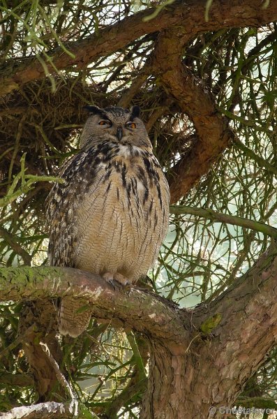 _DSC2146-2.JPG - Europese Oehoe broedt in Safaripark Beekse Bergen, het mannetje