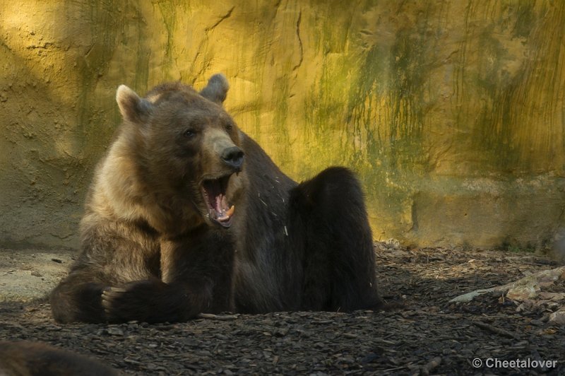 _DSC1398.JPG - Dierenpark Amersfoort