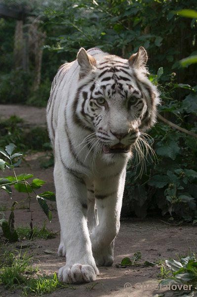 _DSC1448.JPG - Dierenpark Amersfoort