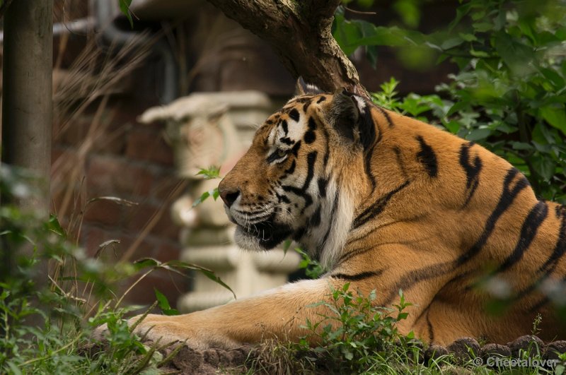 _DSC1460.JPG - Dierenpark Amersfoort