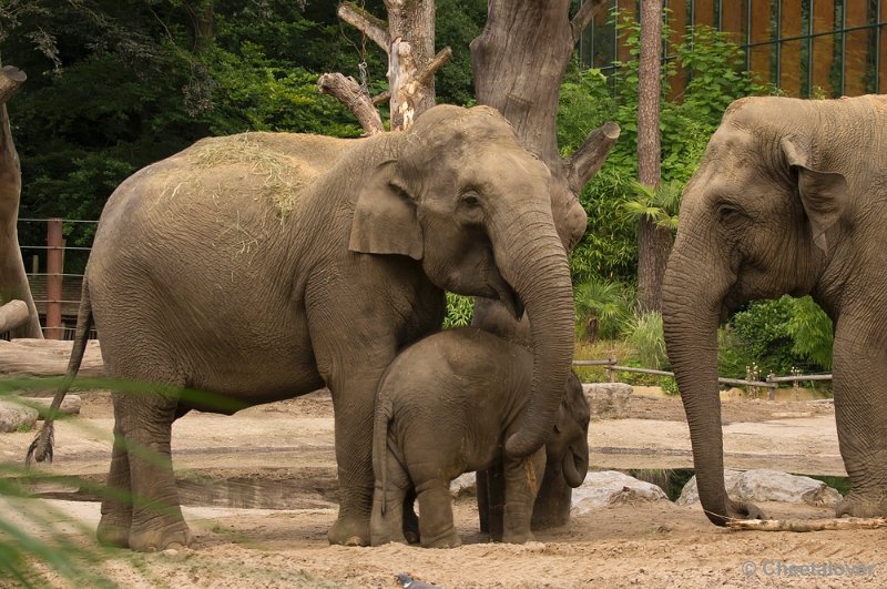 _DSC1467.JPG - Dierenpark Amersfoort