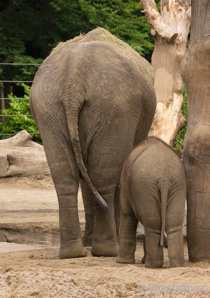 _DSC1473.JPG - Dierenpark Amersfoort