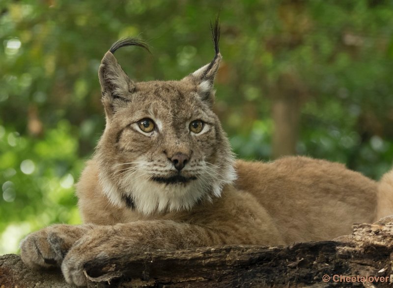 _DSC1489.JPG - Dierenpark Amersfoort