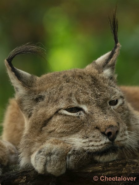 _DSC1497.JPG - Dierenpark Amersfoort