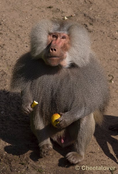 _DSC1559.JPG - Dierenpark Amersfoort