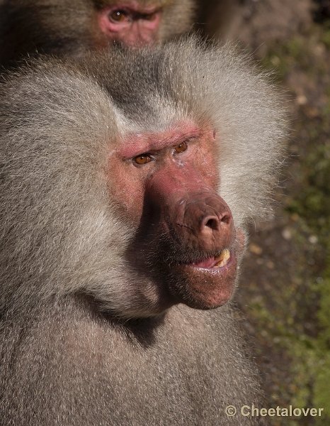 _DSC1562.JPG - Dierenpark Amersfoort