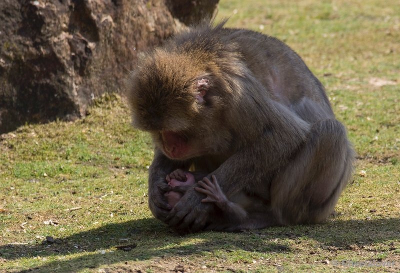 _DSC1582.JPG - Dierenpark Amersfoort