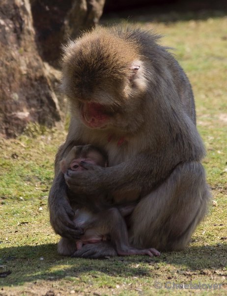 _DSC1588.JPG - Dierenpark Amersfoort