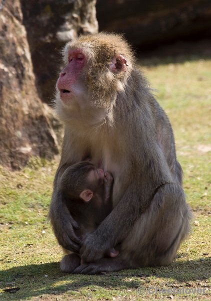 _DSC1594.JPG - Dierenpark Amersfoort