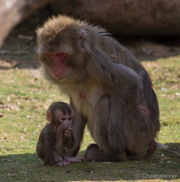 _DSC1598.JPG - Dierenpark Amersfoort