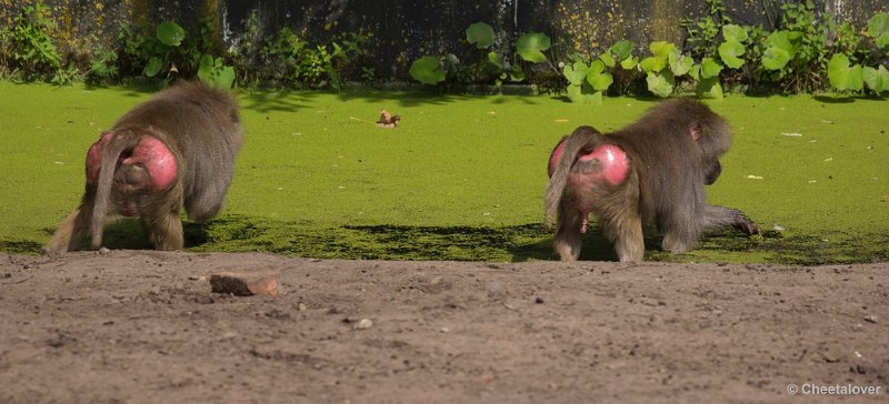 _DSC1606.JPG - Dierenpark Amersfoort