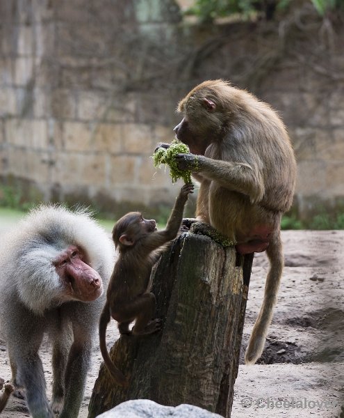 _DSC1636.JPG - Dierenpark Amersfoort