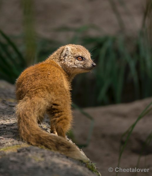 _DSC1645.JPG - Dierenpark Amersfoort