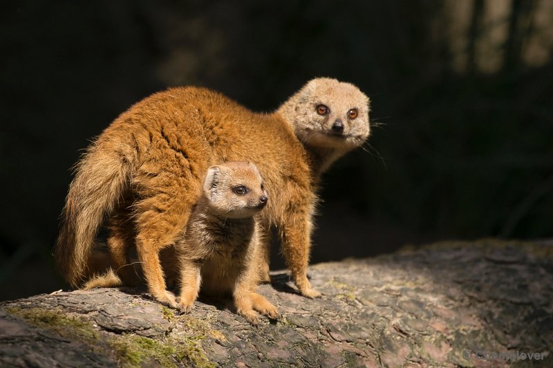 _DSC1656.JPG - Dierenpark Amersfoort