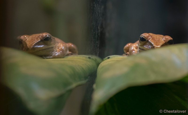 _DSC1674.JPG - Dierenpark Amersfoort