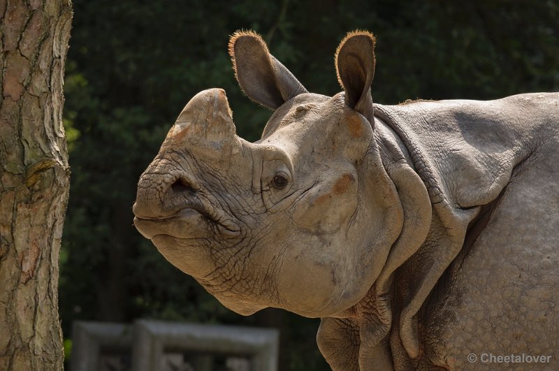 _DSC1681.JPG - Dierenpark Amersfoort