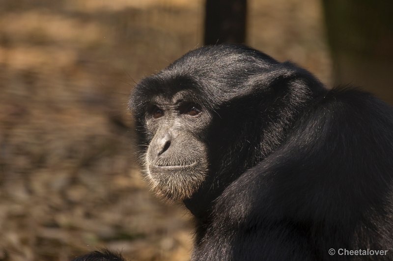 _DSC1687.JPG - Dierenpark Amersfoort