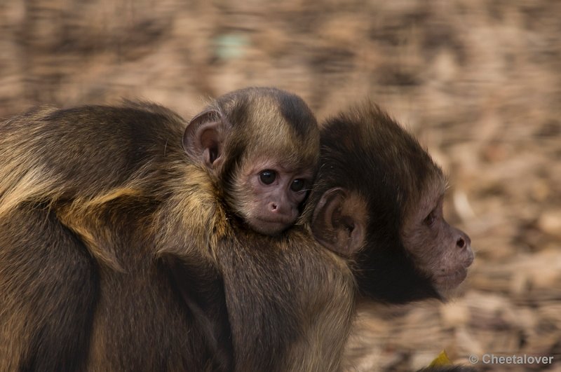 _DSC1707.JPG - Dierenpark Amersfoort