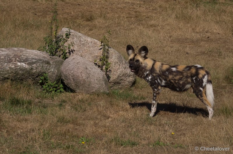 _DSC0527.JPG - Safaripark Beekse Bergen