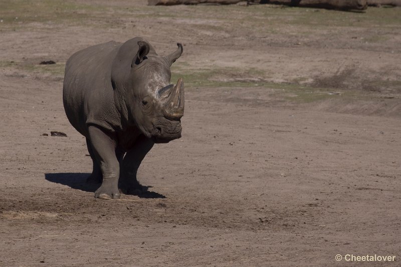 _DSC0539.JPG - Safaripark Beekse Bergen