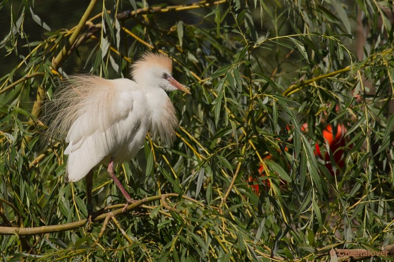 _DSC0580.JPG - Safaripark Beekse Bergen