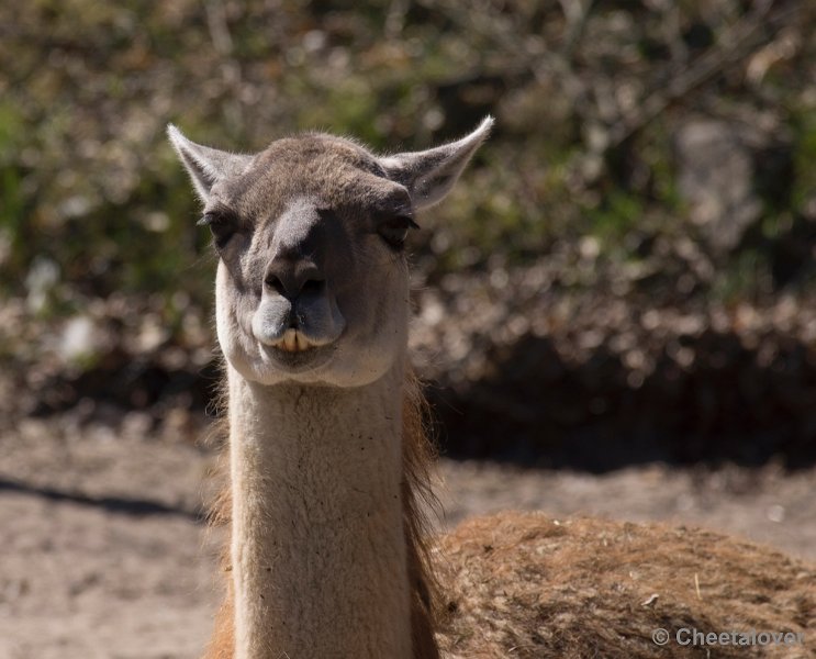 _DSC0590.JPG - Safaripark Beekse Bergen