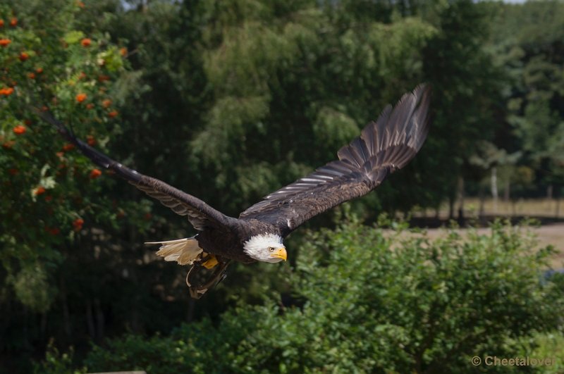 _DSC0644.JPG - Safaripark Beekse Bergen