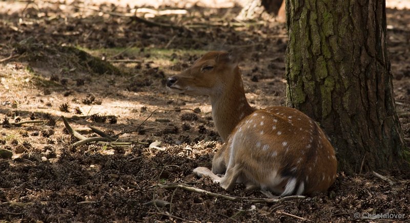 _DSC0673.JPG - Safaripark Beekse Bergen