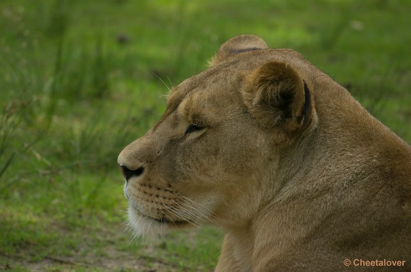 _DSC0687.JPG - Safaripark Beekse Bergen