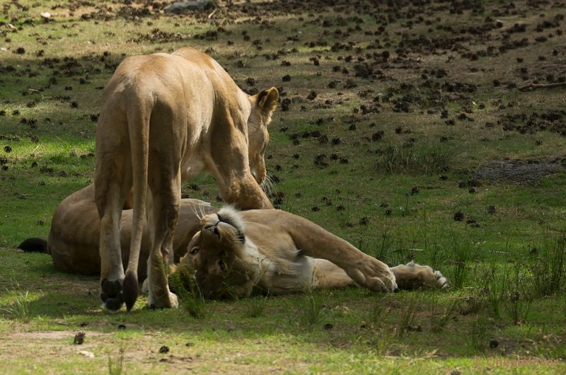 _DSC0694.JPG - Safaripark Beekse Bergen