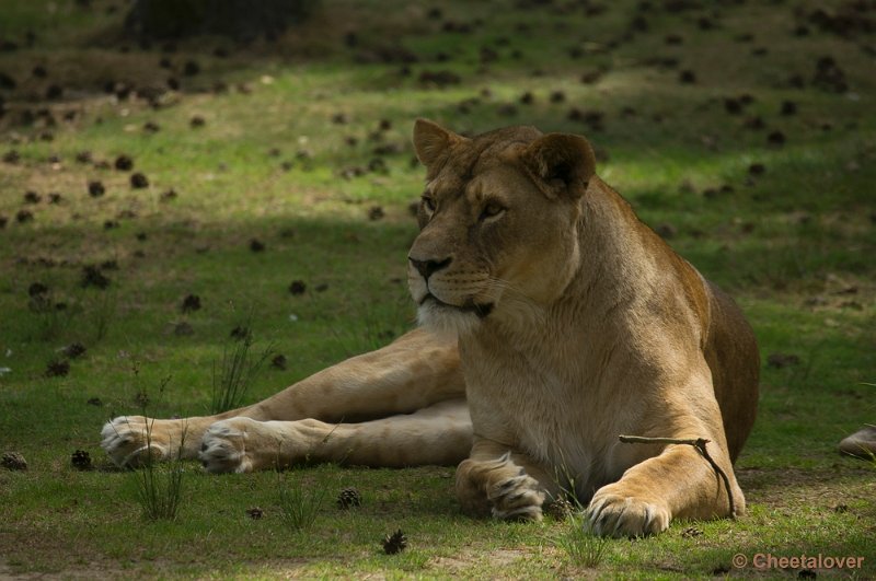 _DSC0699.JPG - Safaripark Beekse Bergen