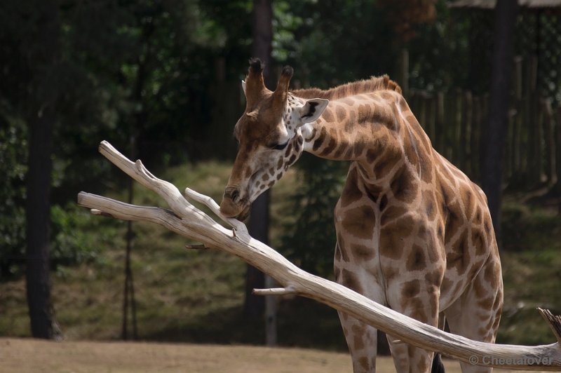 _DSC0720.JPG - Safaripark Beekse Bergen