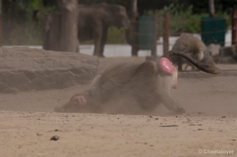 _DSC0726.JPG - Safaripark Beekse Bergen